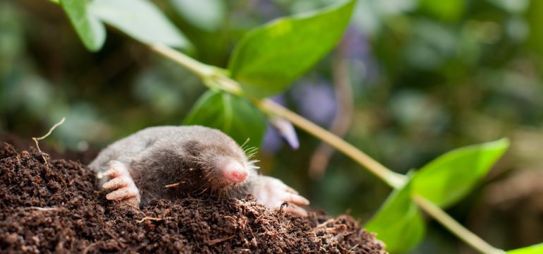 Mole in the garden under the flowers is an example of critters that can damage a yard.