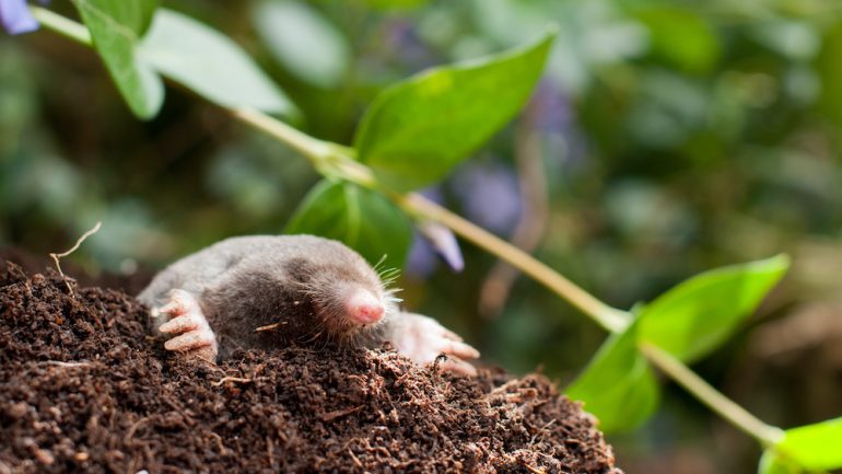 Mole in the garden under the flowers is an example of critters that can damage a yard.
