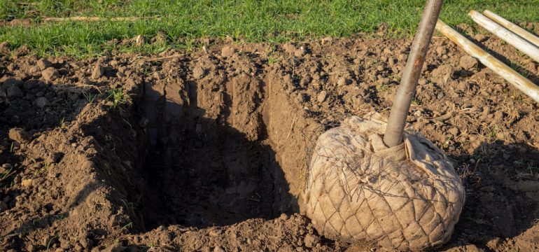 Young deciduous tree with a root ball wrapped in burlap. An example of transplanting trees to a new home site.