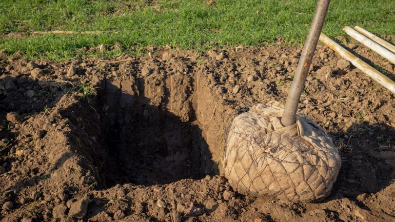 Young deciduous tree with a root ball wrapped in burlap. An example of transplanting trees to a new home site.