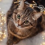 Holiday Decorating and Pet Safety