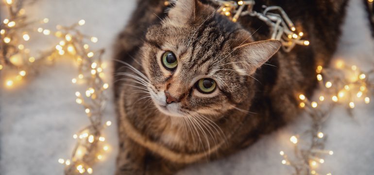 Portrait of brown marble tabby cat with green and yellow eyes laying on snow to show pet safety with holiday decorating.