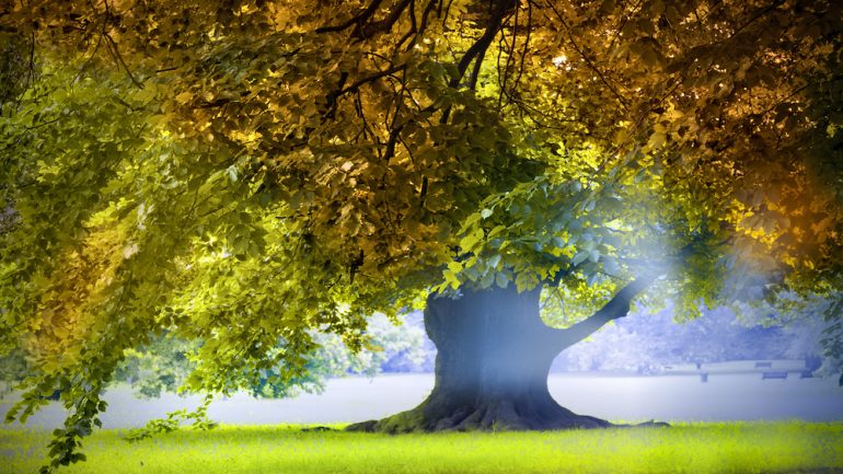 Magnificent ancient oak tree. An example of types of trees to plant around a home.