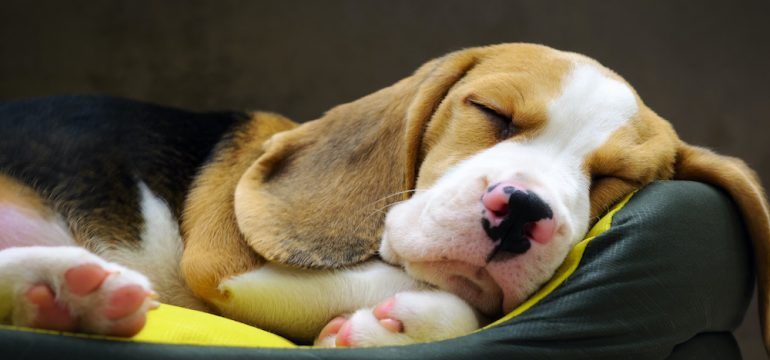 Beagle puppy sweet sleeping in a dog bed with his head propped up.