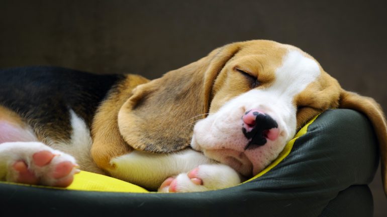 Beagle puppy sweet sleeping in a dog bed with his head propped up.