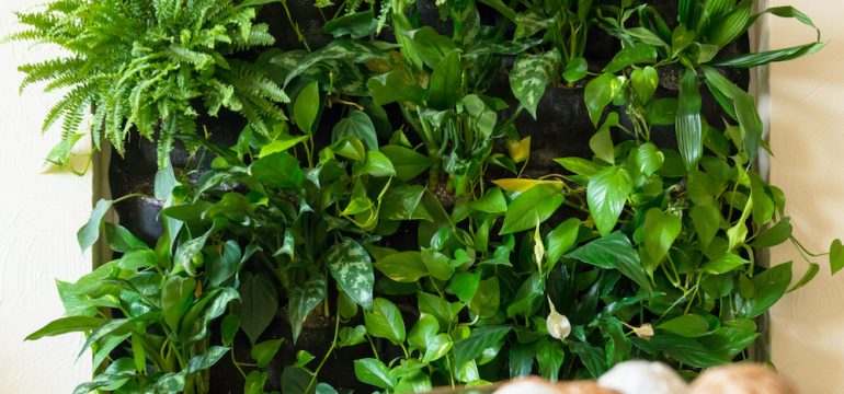 Living room of a home with vertical, green-plant living wall.