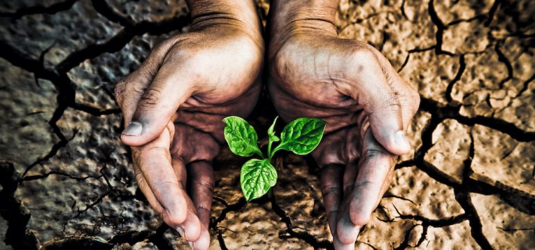 Hands holding green plant growing from drought cracked earth.