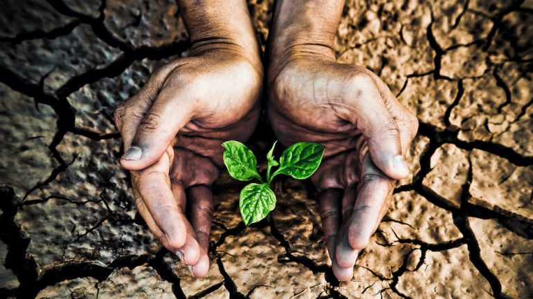 Hands holding green plant growing from drought cracked earth.