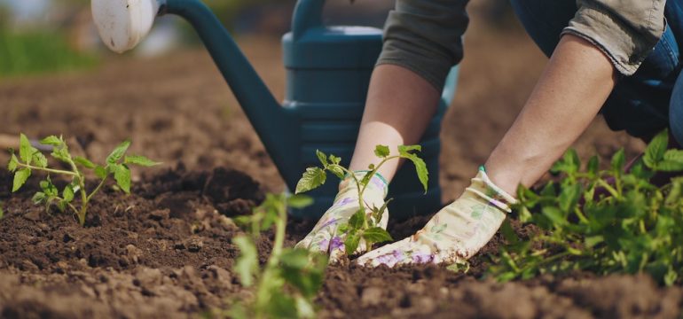 Gardeners hands planting to soil tomato seedling in the vegetable garden. On the background a watering can for irrigation. Winterizing gardening concept.