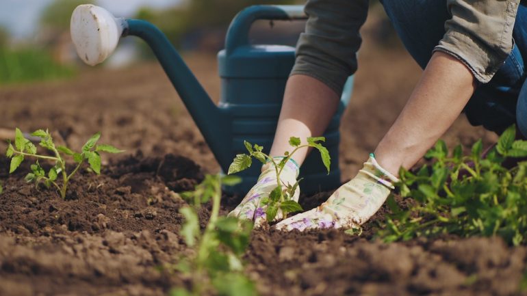 Gardeners hands planting to soil tomato seedling in the vegetable garden. On the background a watering can for irrigation. Winterizing gardening concept.