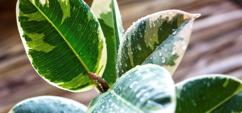 Potted ficus elastica houseplant, on a wooden background, closeup. Urban gardening, houseplants. Ficus tree houseplant.