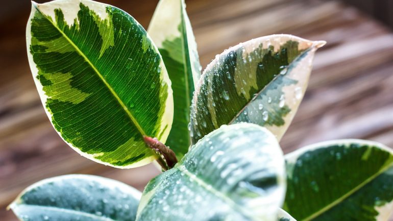 Potted ficus elastica houseplant, on a wooden background, closeup. Urban gardening, houseplants. Ficus tree houseplant.