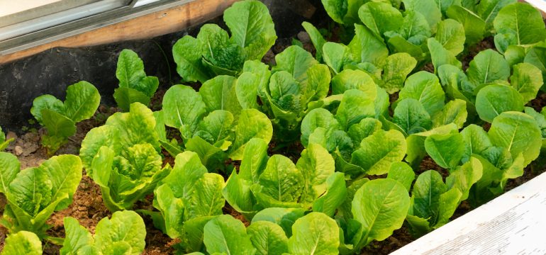 A bed of lettuce growing in a wood cold frame.