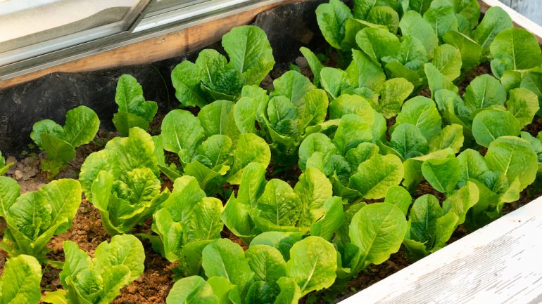A bed of lettuce growing in a wood cold frame.