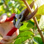 June To-Do List – Summer Home and Garden Tasks
