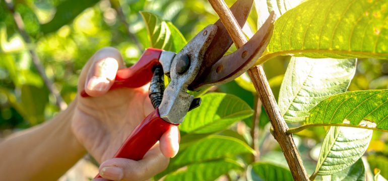 Pruning trees with pruning shears in the garden on nature background is part of June To-Do list for summer home and garden tasks.