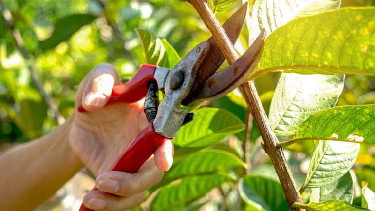 Pruning trees with pruning shears in the garden on nature background is part of June To-Do list for summer home and garden tasks.