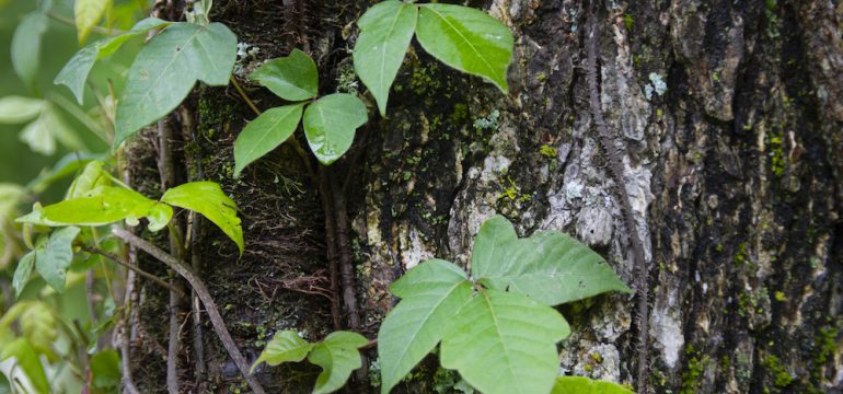 Poison Ivy close-up climbing up a tree.