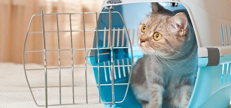 Cat inside carrier demonstrating pet-friendly travel.