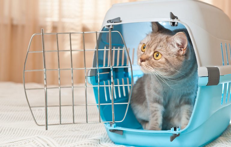 Cat inside carrier demonstrating pet-friendly travel.