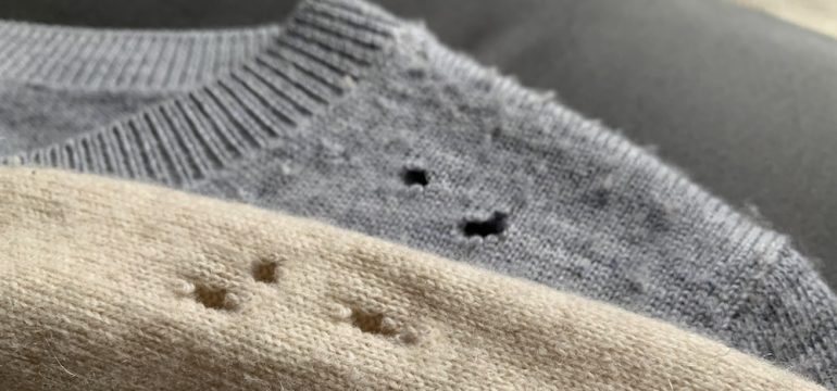 Two cashmere sweaters showing holes due to cloth-eating insects.