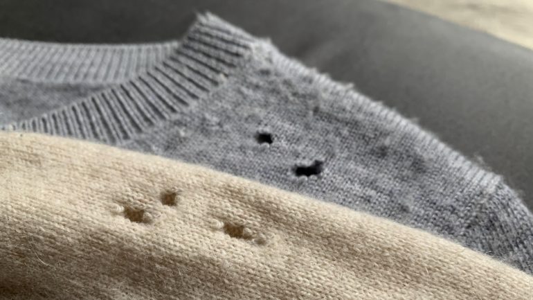 Two cashmere sweaters showing holes due to cloth-eating insects.