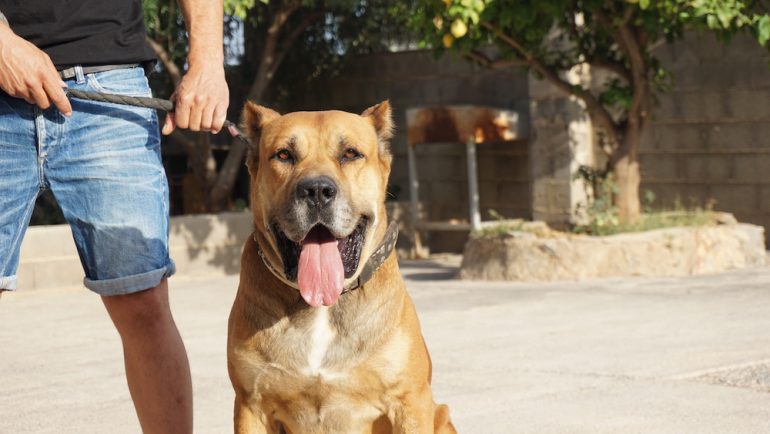 Owner holding a particular dog breed on a lease.