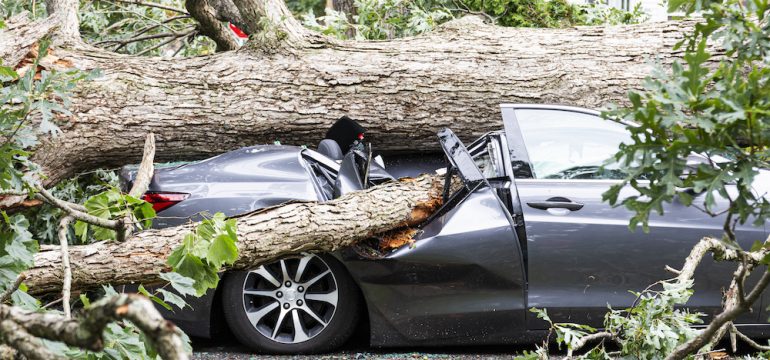 A car in the driveway has a tree fall on top of it and crush it during a summer storm.