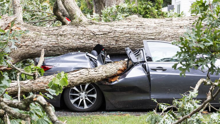 A car in the driveway has a tree fall on top of it and crush it during a summer storm.