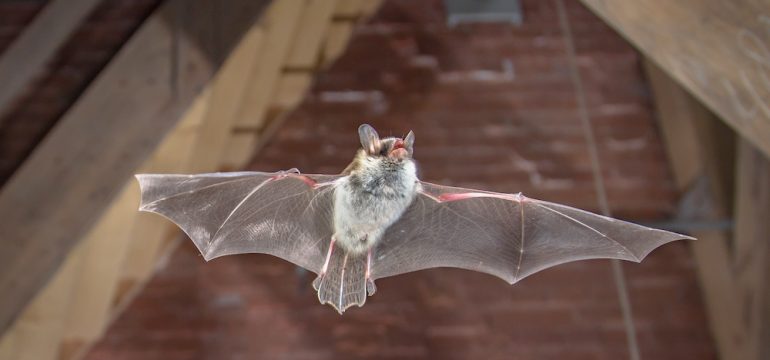 Flying bat action shot of hunting animal on wooden attic.