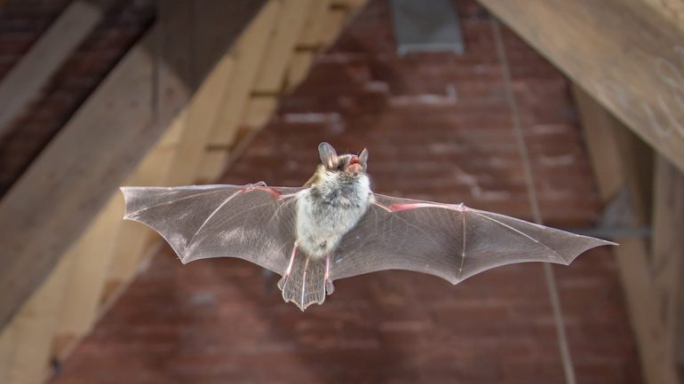 Flying bat action shot of hunting animal on wooden attic.