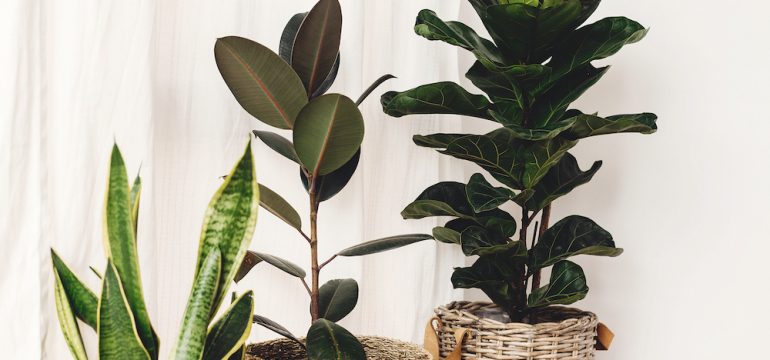 Indoor trees pictured include a Ficus, Fiddle leaf fig tree and snake sansevieria plants in pots on sunny white background.