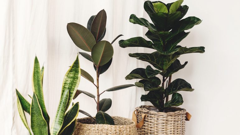 Indoor trees pictured include a Ficus, Fiddle leaf fig tree and snake sansevieria plants in pots on sunny white background.