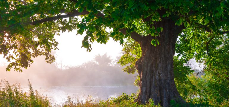 Oak trees in full leaf in summer.