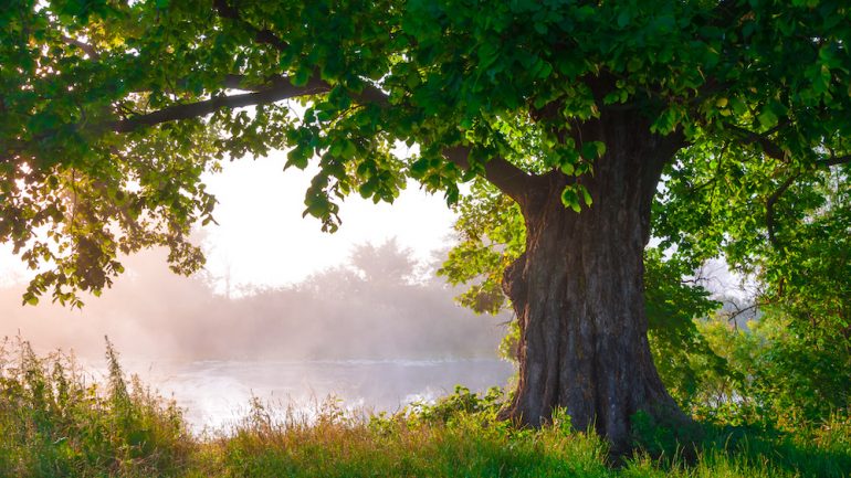 Oak trees in full leaf in summer.