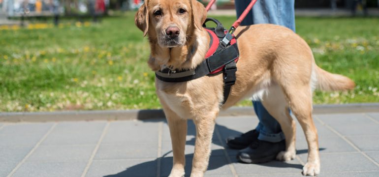 Service animal is helping a blind man in the city.