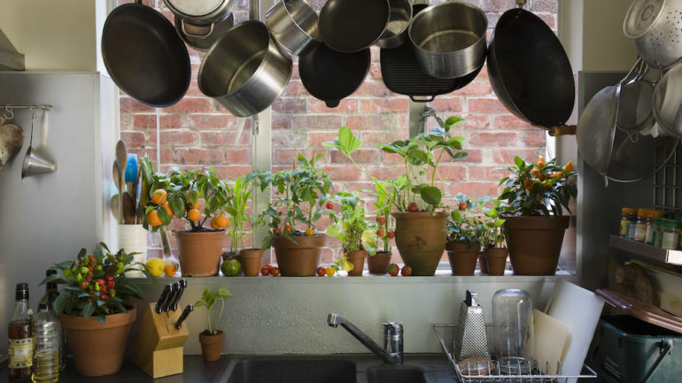 Saucepans hanging over sink against potted plants on windowsill in domestic kitchen.