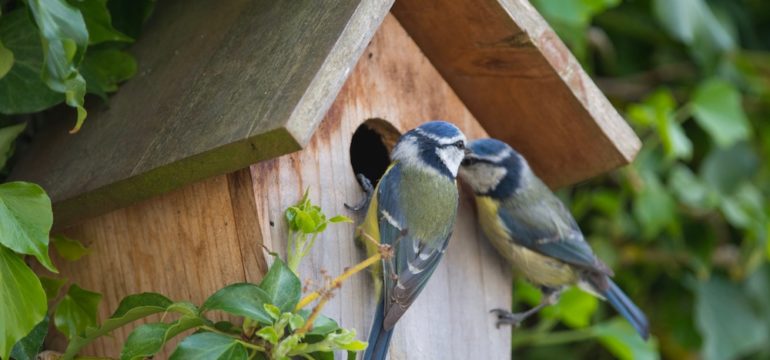 A pair of blue birds resting at birdhouses mounted on a tree with greenery.