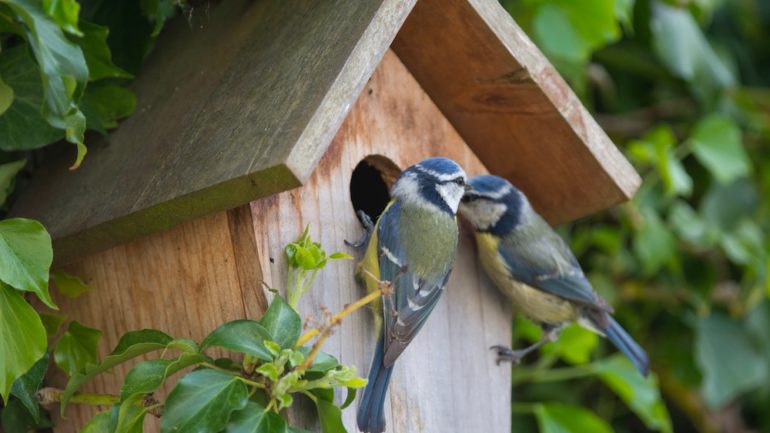 A pair of blue birds resting at birdhouses mounted on a tree with greenery.