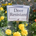 Deer-Resistant Plants Protect Your Landscape
