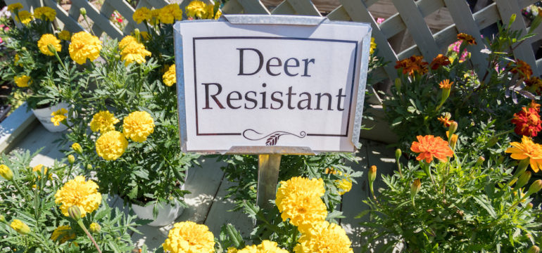 Deer-resistant flowers yellow with sign for sale
