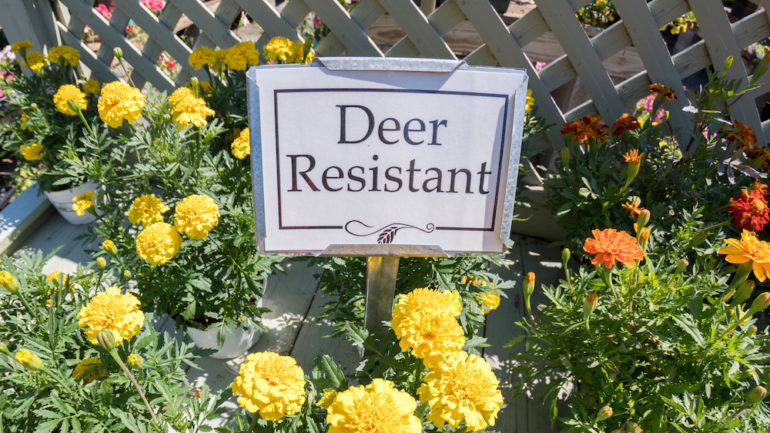 Deer-resistant flowers yellow with sign for sale
