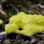 Slime Mold in Your Yard: It’s Disgusting, But is it Dangerous?