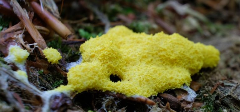 Amazing yellow slime mold - Fuligo septica