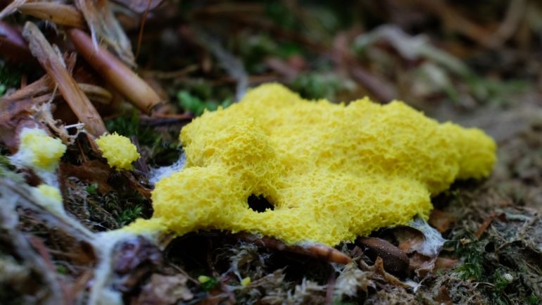 Amazing yellow slime mold - Fuligo septica