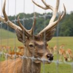 Protect Your Landscape From Deer With the Right Fence