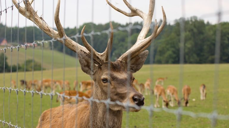 Deer behind a fence in a park behind a residential home.