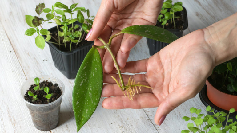 A rooted cutting ready for planting. The breeding of indoor plants