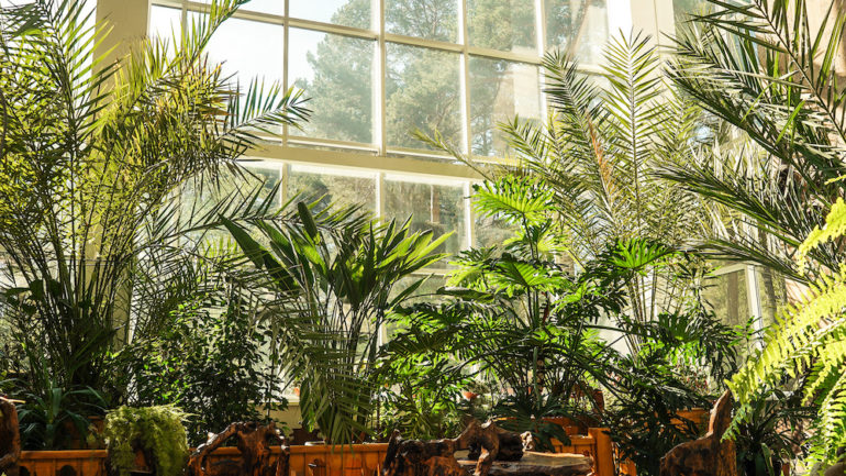 Green plants in an indoor botanical garden demonstrates biophilic design. Sunshine in a panoramic window. Fresh, natural background.