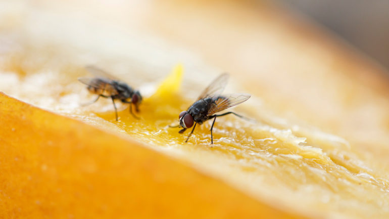 Two flies on an orange, eating the fruit.